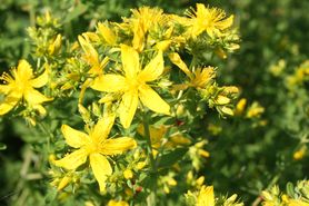 Ziołowe antydepresanty