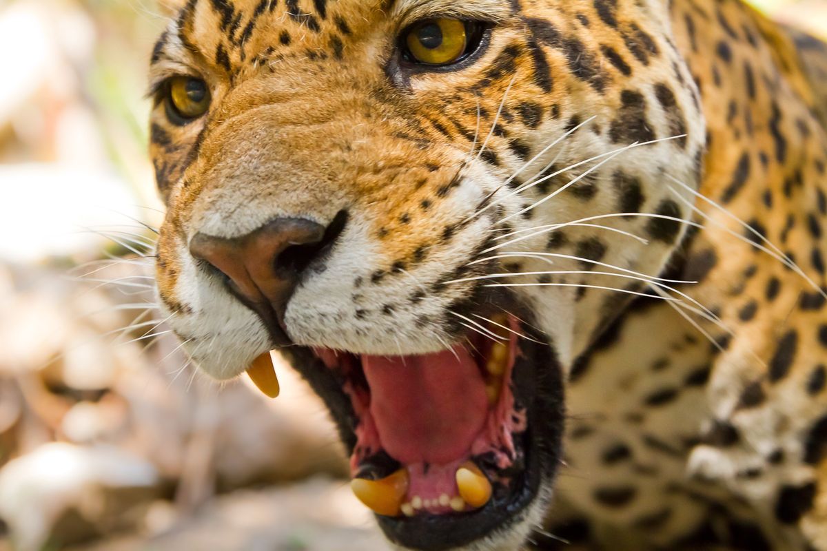 Ryczący jaguar (zdjęcie ilustracyjne)