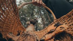 Zbierał "białe grzyby na łące". Tragiczne zatrucie grzybami