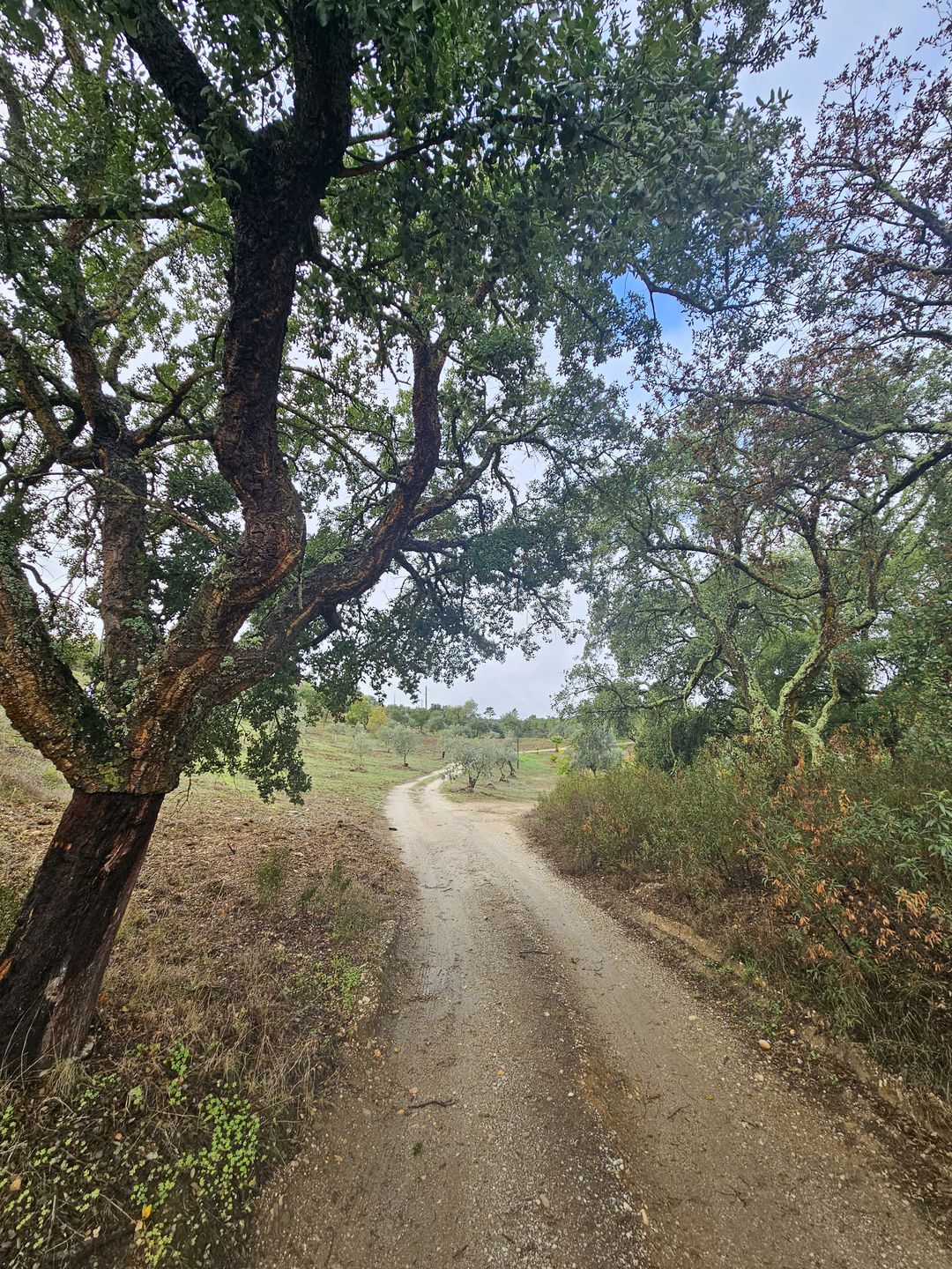 Drzewa korkowe i drzewa oliwne rosną w Alentejo na każdym kroku
