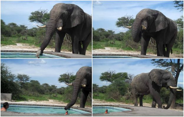 Para kąpała się w swoim basenie, gdy nagle odwiedził ich... słoń. Przyszedł się napić