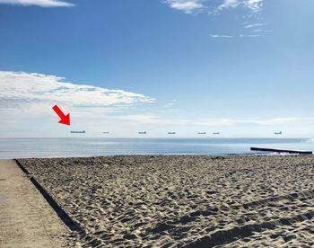 „Latające statki”. Spotkasz je spacerując po polskich plażach