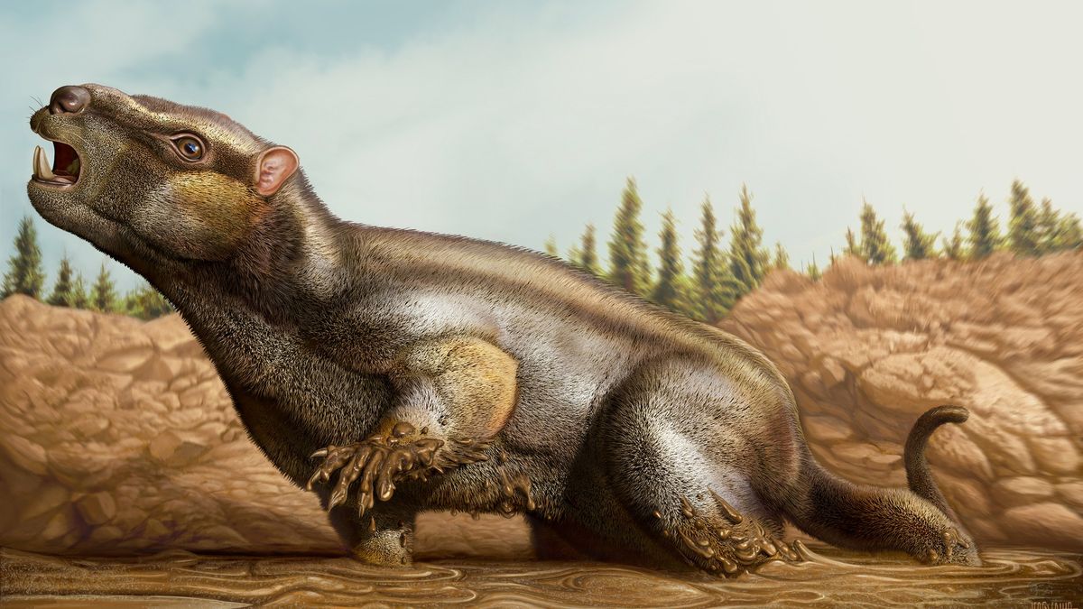 Cambelodon torreensis - wizualizacja