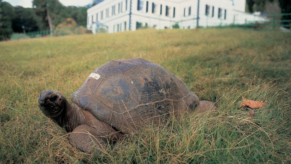 UIG Initial HDD July 2014 Markajonathan, the governor' s tortoise, saint helena island