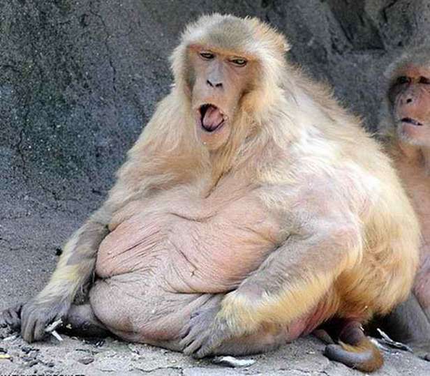 Ta małpa ma szansę schudnąć! (Fot. Dvice.com)