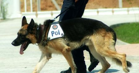 Psi casting do służby w policji
