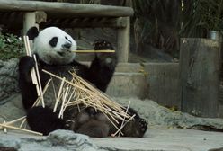 Panda wielka nie jest już gatunkiem zagrożonym wyginięciem