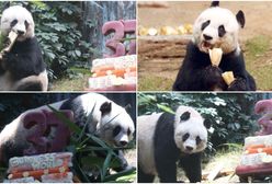 W Hongkongu uśpiono najstarszą pandę żyjącą w niewoli