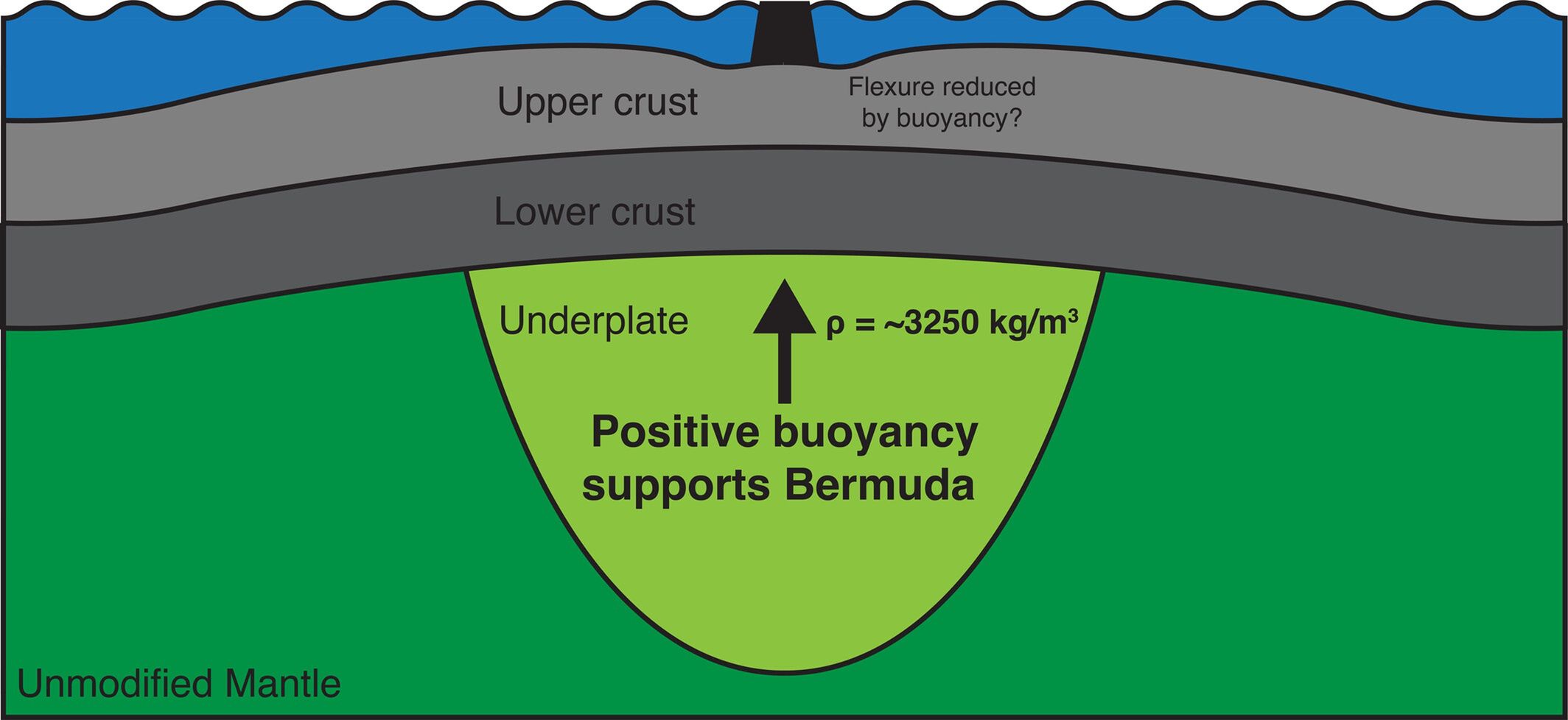 Podsumowanie rysunku zinterpretowanych cech Bermudów