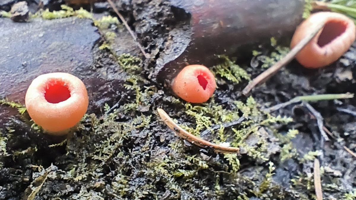 Niezwykły widok podczas leśnego patrolu