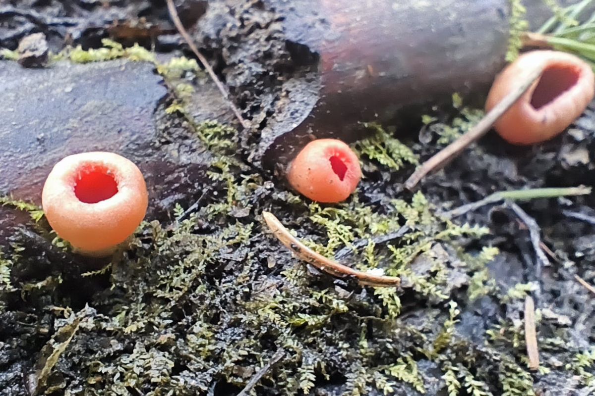 26 marca weszli do lasu. "Czerwone punkty" wśród pni. Są jadalne