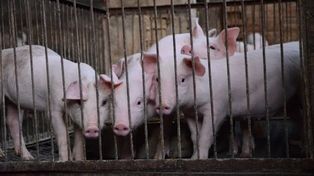 Tuczniki znowu tanieją. ASF w Hiszpanii uderza w ceny w Polsce