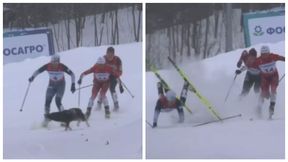 Skandaliczne sceny w mistrzostwach Rosji. Na trasę nagle wbiegł pies