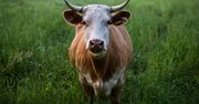 Kryptowaluty z krowich odchodów? Kreatywny rolnik umie zarabiać