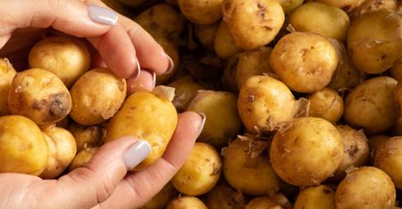 Uważaj na "młode ziemniaki" w sklepach. Jak nie dać się oszukać?