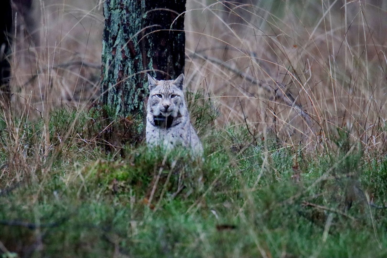 Niesamowity widok pod Złotowem. Zadomowiła się tam piękna rysica