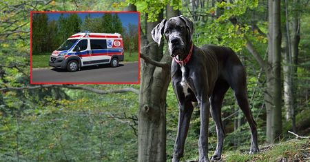 7-latka zagryziona przez psy. Dziennikarze pojechali na miejsce tragedii