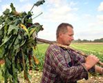 Szwecja: Zlikwidować dopłaty dla rolników