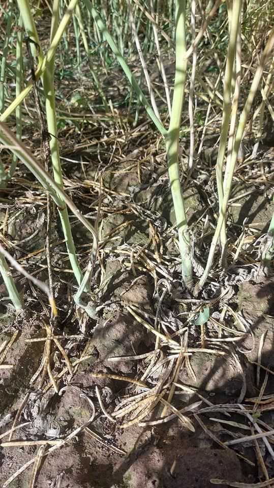 Zniszczone gradobiciem uprawy w miejscowości Czarnystok