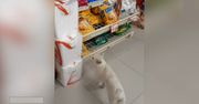 Nagranie jest hitem sieci. Tak inteligentnego kota internauci nie widzieli