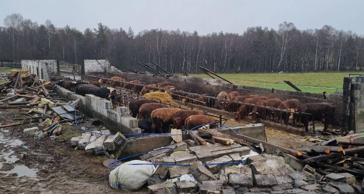 Na pomorskie wsi wiatr zniszczył oborę. Na szczęście zwierzęta przeżyły
