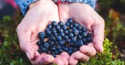 Szokujące ceny za borówki leśne. Tyle kosztuje słoik na bazarze!