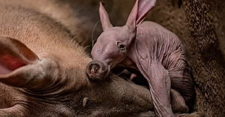 Niezwykły widok w zoo. Na świat przyszło bardzo rzadkie zwierzę