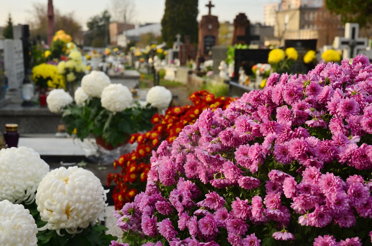 Łódź: Kwesta na Starym Cmentarzu. Zbiórka na odnowę zabytków