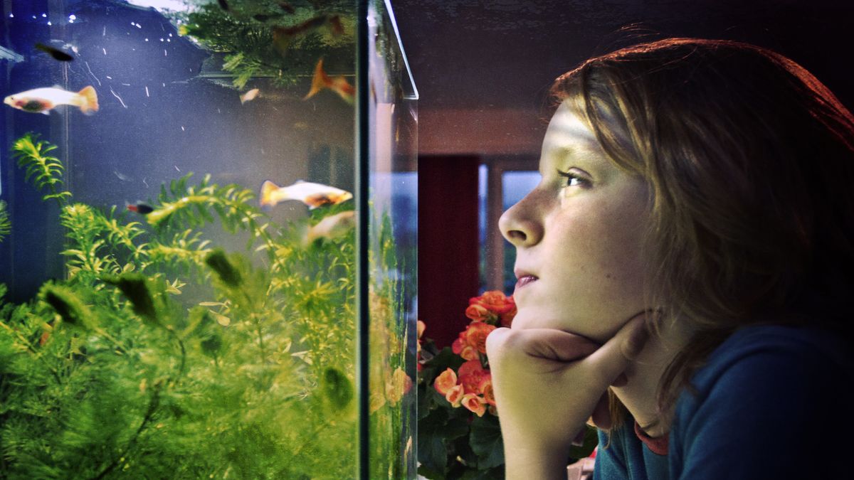 Jak dobrze znasz ryby akwariowe?