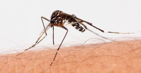 Plaga komarów tygrysich