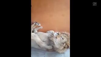 Lew, który uwielbia masaż stóp