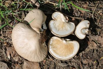 Ten grzyb z kwietnia to rarytas. Rośnie tylko w jednym miejscu