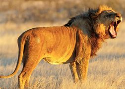 Polsat Viasat Nature HD Afrykańskie drapieżniki: wielka czwórka