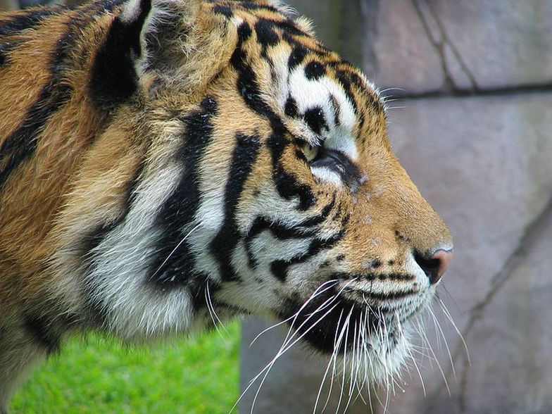 Cyrkowy tygrys zagryzł w meksyku tresera. Na oczach widowni