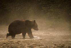 W Tatrach obudziły się niedźwiedzie. Powodem sylwestrowe hałasy czy odwilż?