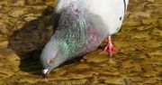 Po co gołębiom korek gumowy w nozdrzach?