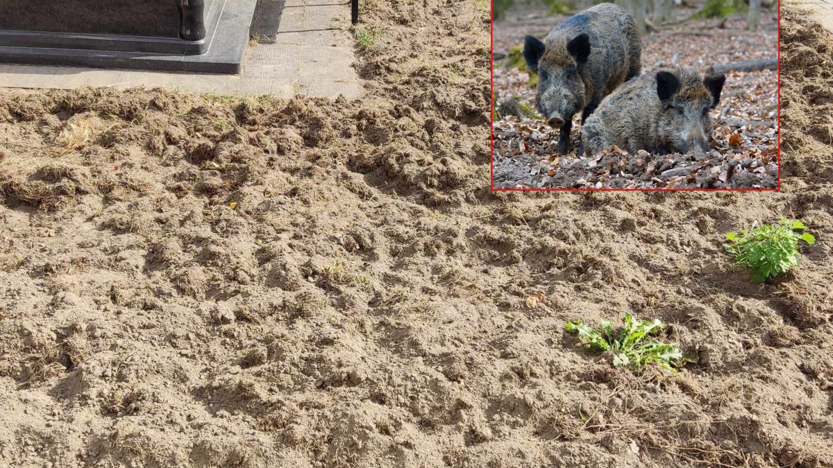 Dziki zrobiły zniszczenia na cmentarzu.