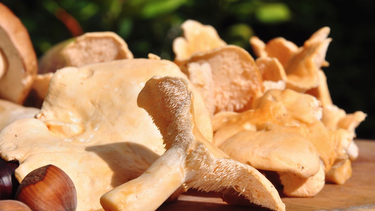 Kolczak obłączasty- Pyszności