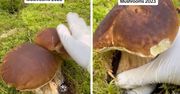 Polka poszła na grzyby w Danii. Ludzie patrzą i nie wierzą