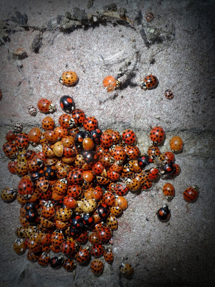 Biedronki azjatyckie mogą atakować człowieka