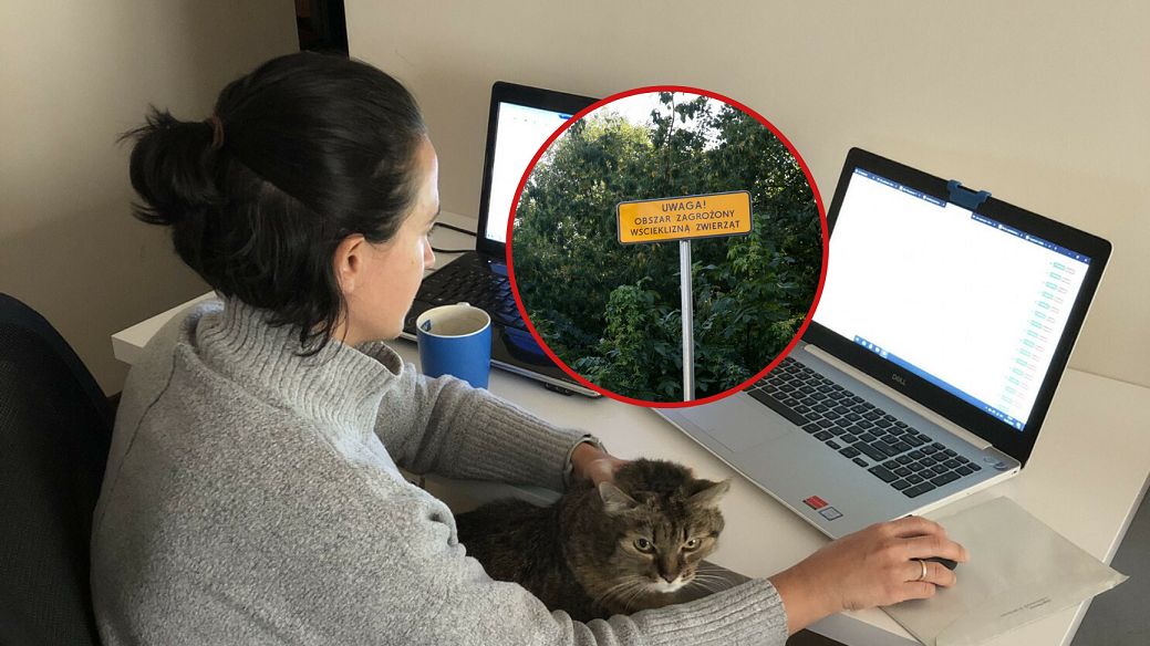 Na wściekliznę jesteśmy narażeni nawet w domu. Ostatnia ofiara śmiertelna w Polsce zaraziła się od swojego kota