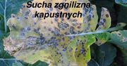 Choroby i szkodniki. Rolnicy muszą przyspieszyć monitoring