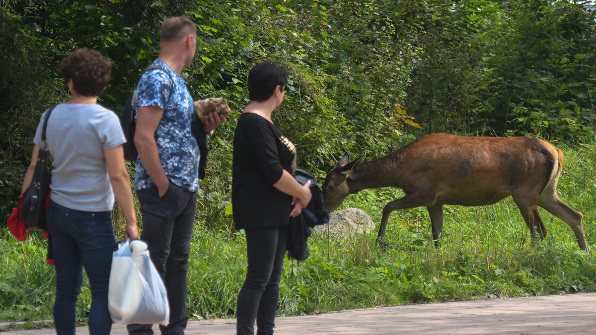Jelenie w Zakopanem. Władze ostrzegają