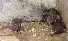 Szczury wychodzą z toalet. Ludzie są zdesperowani