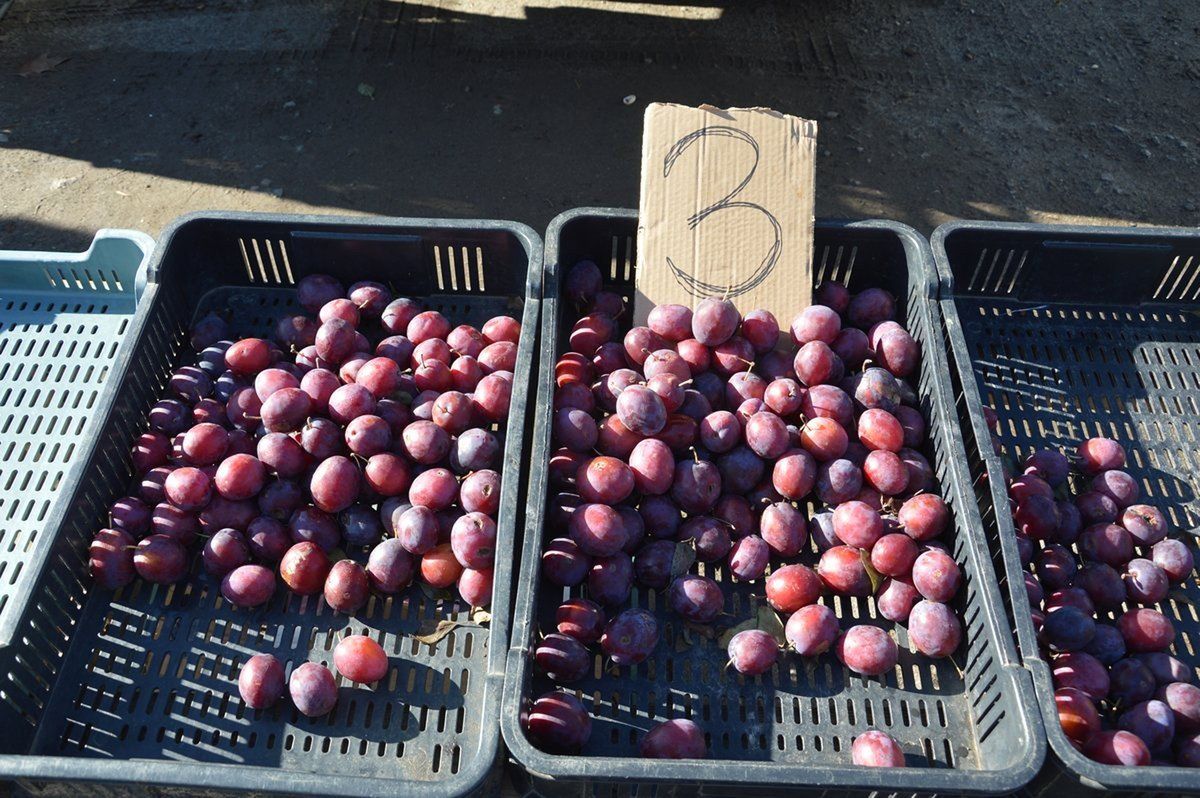 Owoce i warzywa na na placu targowym w Stalowej Woli