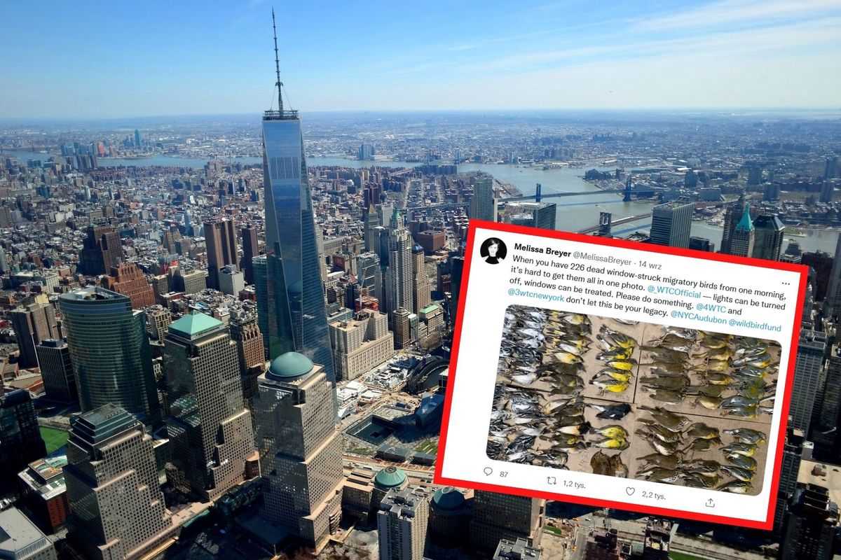 Setki ptaków znaleziono na ulicach Nowego Jorku pod wieżami WTC 