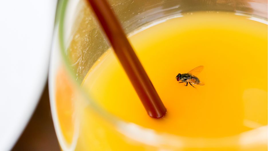 Sok pomarańczowy z muszką owocówką