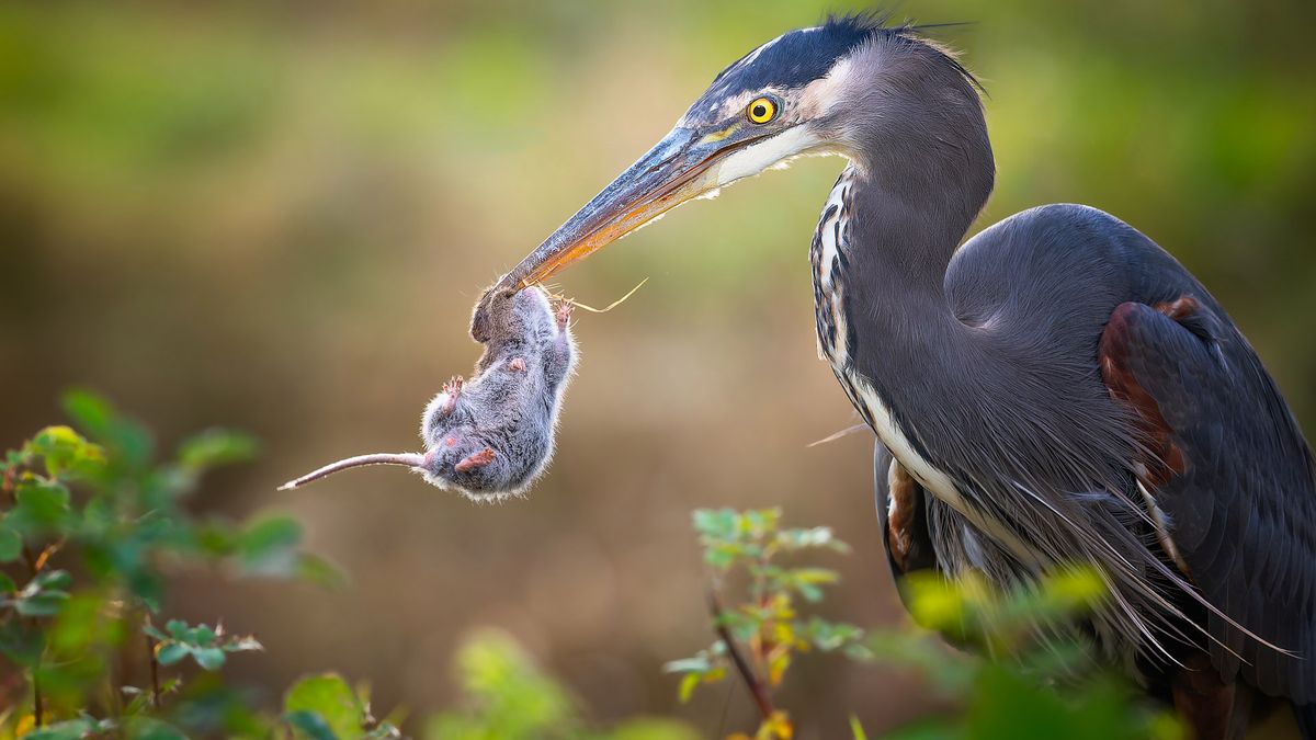 Najpiękniejsze zdjęcia ptaków roku 2022. To kadry wysokich lotów! 1