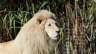 Odszedł Sahim - pierwszy biały lew w Polsce i symbol ZOO Borysew