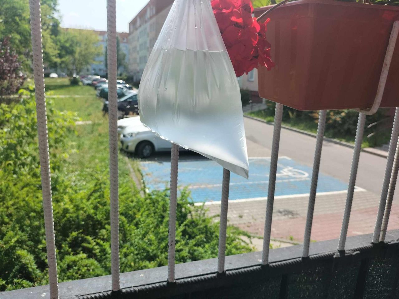 Proste triki na pozbycie się much. Produkty są w każdym domu